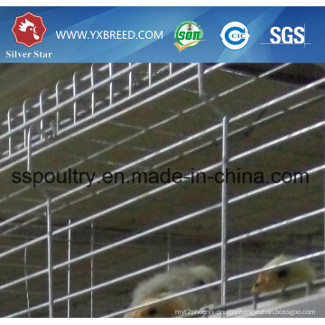 Poultry Hen Cage for Hot Sale